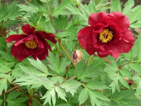 Пион древовидный 'Boreas'