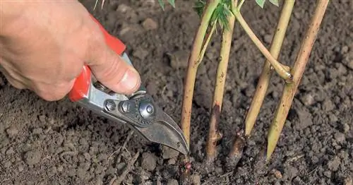 Обрезка пионов: как правильно?