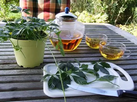 Листья джиаогулана и чай