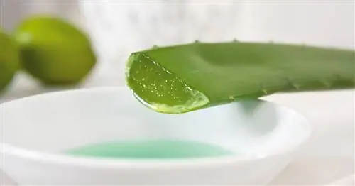 5 лучших оздоровительных растений для вашего дома