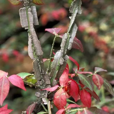 Куст штопора Euonymus alatus