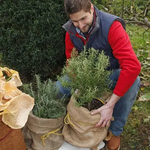 Зимний розмарин