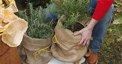 Советы по зимовке розмарина