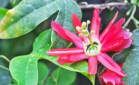 Красный пассифлора (Passiflora racemosa)