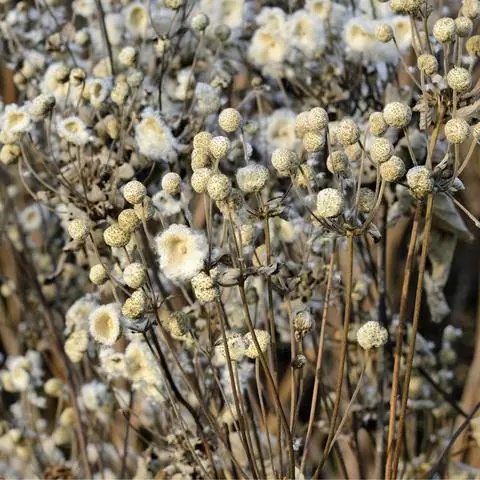 Осенний анемон