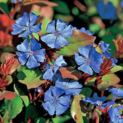 Китайский свинцовый зверобой