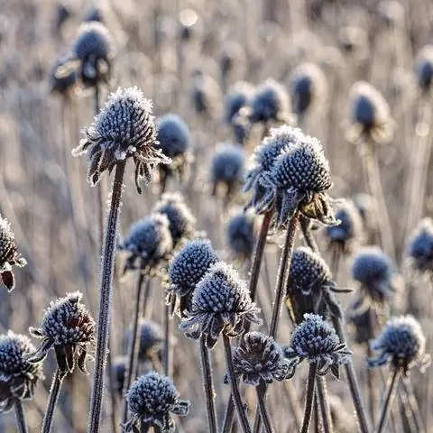 Эхинацея (Эхинацея)