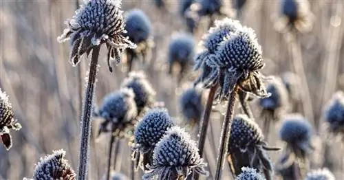 Эти растения вдохновляют наше сообщество зимой