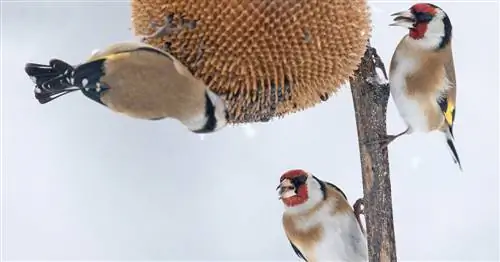 5 самых важных семенных растений для певчих птиц