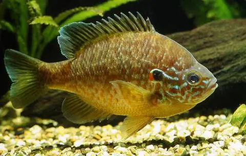 синежаберный