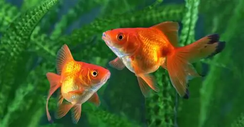 Прудовая рыба: 5 лучших видов