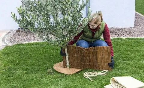 Зимняя защита для молодого оливкового дерева