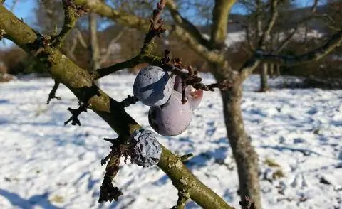 Мумие плодов сливового дерева