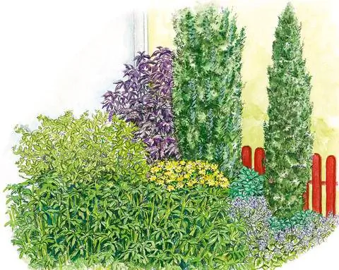 Передний двор с столбчатыми тисами