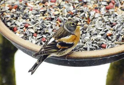 птичий корм и юрк