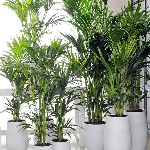 Кентийская пальма (Howea forsteriana)