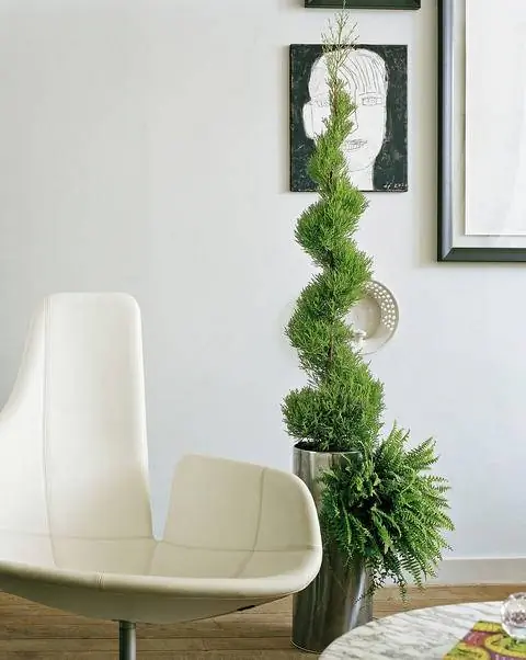 Кипарисовик комнатный (Cupressus macrocarpa)