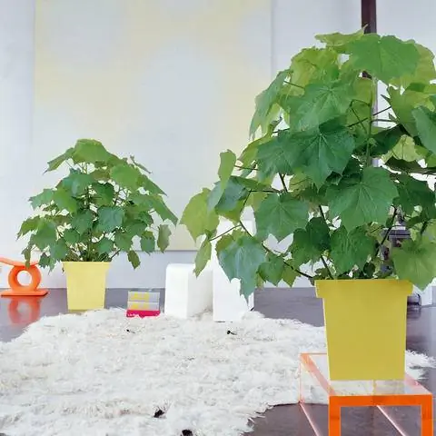 Лайм комнатный (Sparmannia africana)