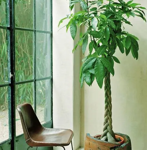 Счастливый каштан (Pachira aquatica)