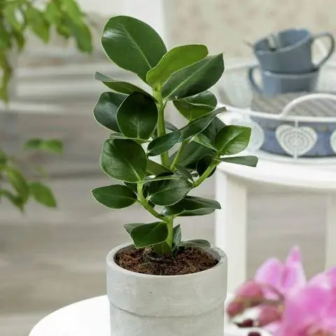 Яблоко бальзамическое (Clusia major)