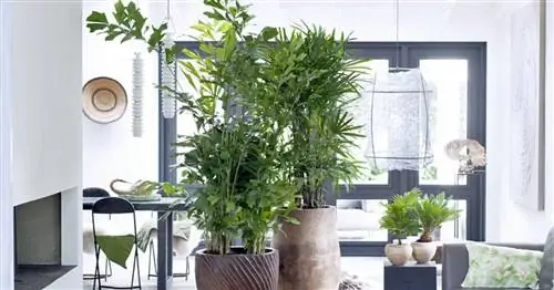 Комнатное растение? комнатное дерево