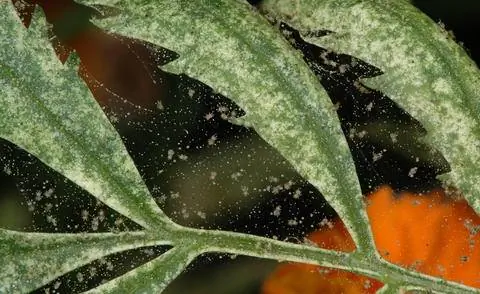 Паутинный клещ на комнатном растении