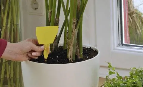 Желтые пробки помогают при заражении грибковыми комарами