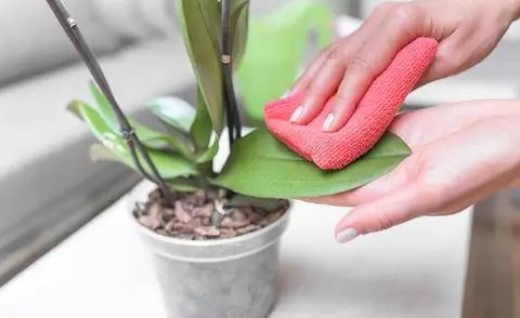 Посыпать лист комнатного растения