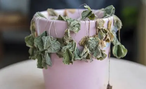 мертвое комнатное растение