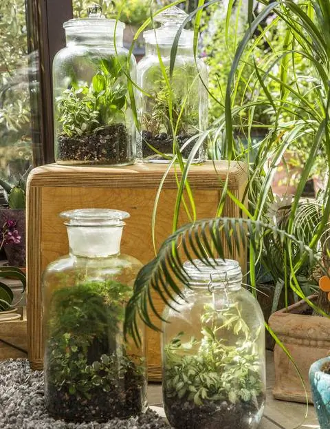 Бутылочные сады у окна