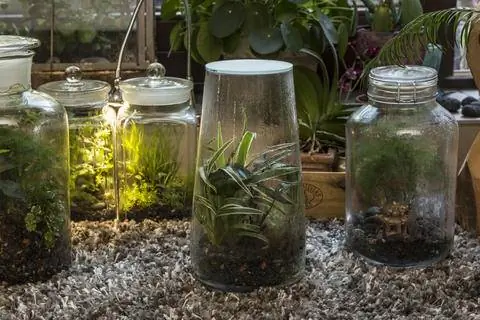 Бутылочный сад с источником света