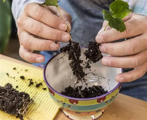 разъединить растения