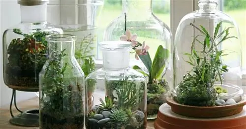 Флашенгартен: Маленькая экосистема в стакане