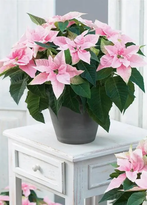Принсеттия 'Soft Pink'