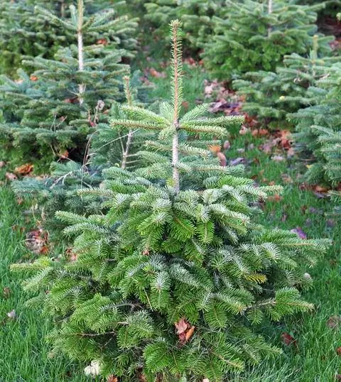 пихта Нордмана