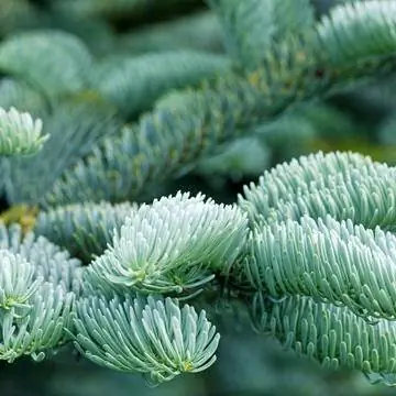 еловая ветка