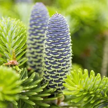 сосновая шишка