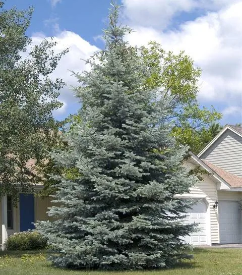 Голубая ель Picea pungens