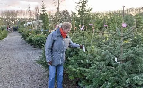 выбрать новогоднюю елку