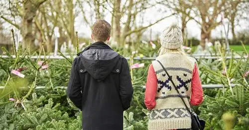 Пихта или ель? Различия