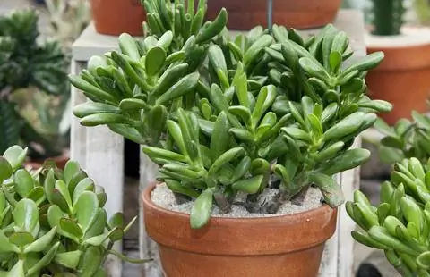 денежное дерево