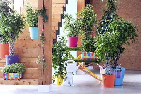 березовый инжир