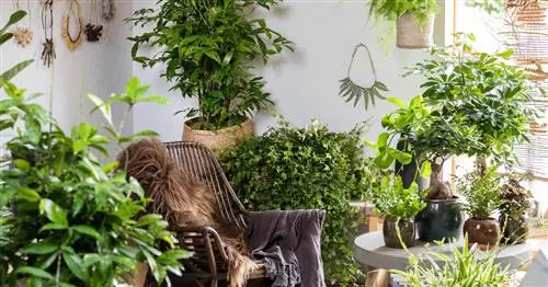 Комнатные растения: самые верные спутники нашего сообщества