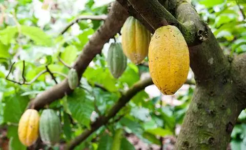 стручки какао