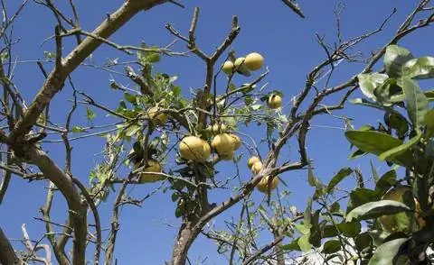 Грейпфрутовое дерево, зараженное болезнью желтого дракона
