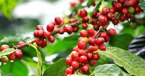 Эти 5 продуктов станут предметом роскоши из-за изменения климата