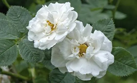 Роза 'Семиплена' (Rosa alba)