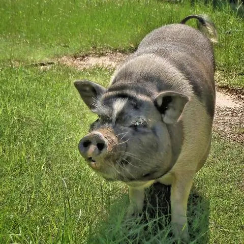 Взрослый минипиг, минипиг