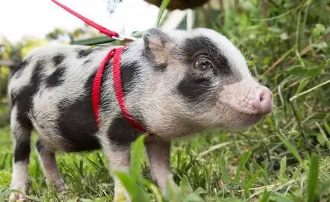 Мини свинка на собачьем поводке