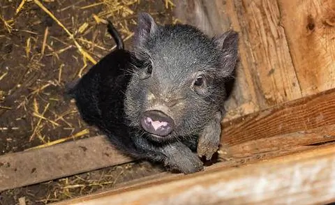 Мини-свинка, мини-свинка в конюшне